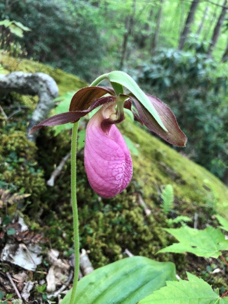 Kleinmaier State Nature Preserve pink lady slipper
